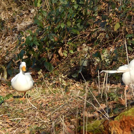 アパート Schloss Rimburg - & Übach-Palenberg