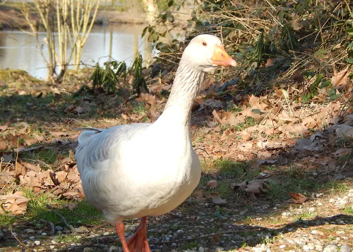 Appartement Schloss Rimburg - &