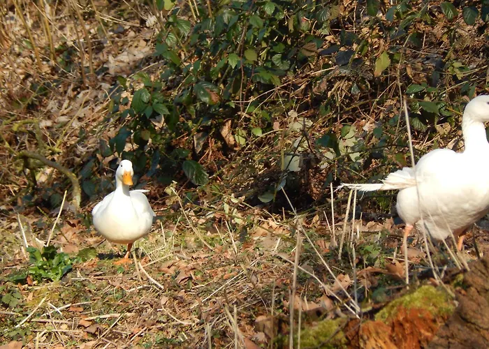 Appartement Schloss Rimburg - & Ubach-Palenberg